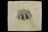 Rare Fossil Starfish (Calyptactis) - Crawfordsville, Indiana #94343-4